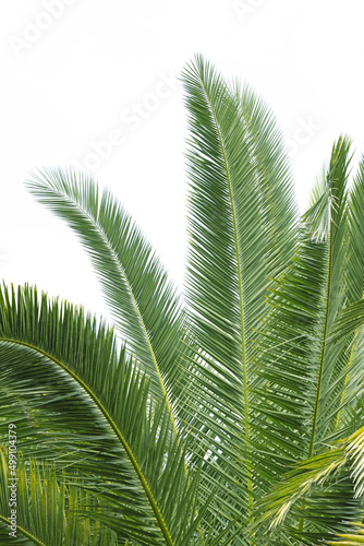 Wallpaper Mural Feuilles de palmier	 Torontodigital.ca