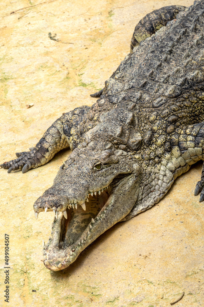 Fototapeta premium crocodile in the zoo