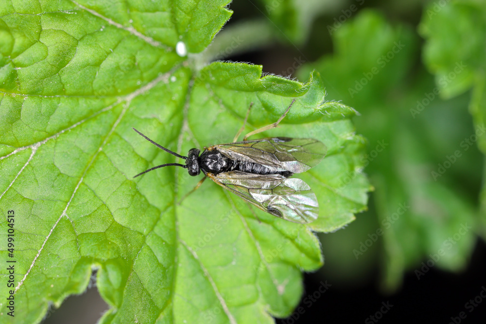 Aquilegia sawfly called also columbine sawfly Pristiphora rufipes. Common pest of currants and gooseberries in gardens and cultivated plantations. Aquilegia sawfly called also columbine sawfly Pristiphora rufipes. Common pest of currants and gooseberries in gardens and cultivated plantations.
