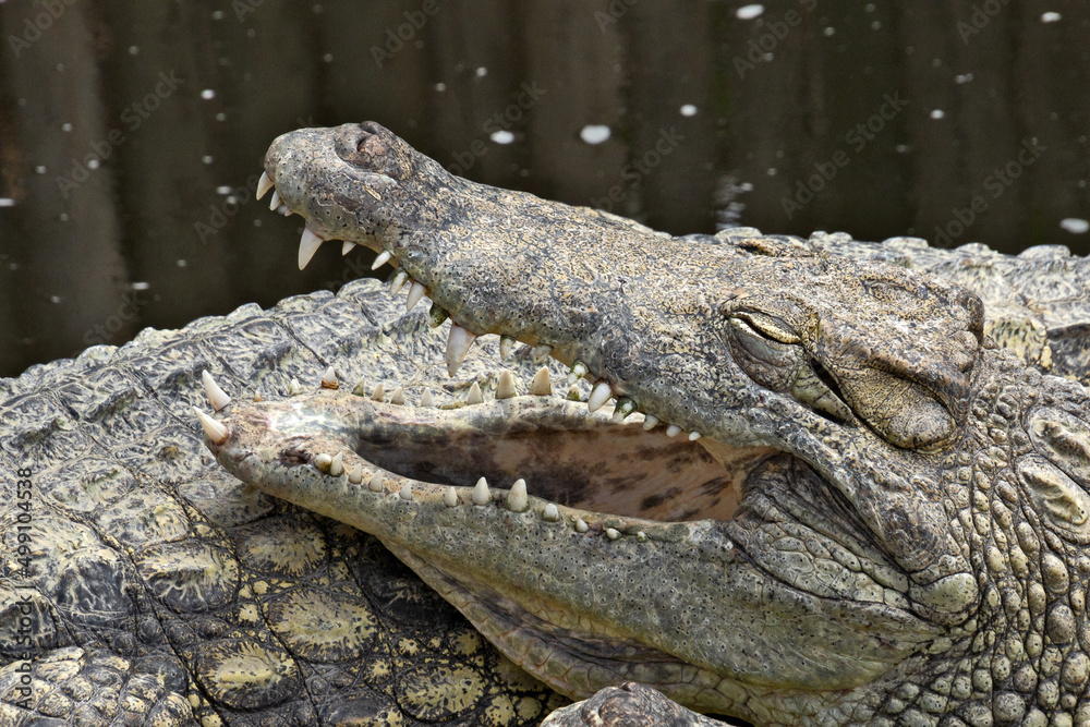Fototapeta premium crocodile in the zoo