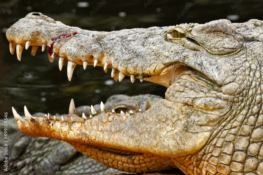 Obraz premium crocodile in the zoo