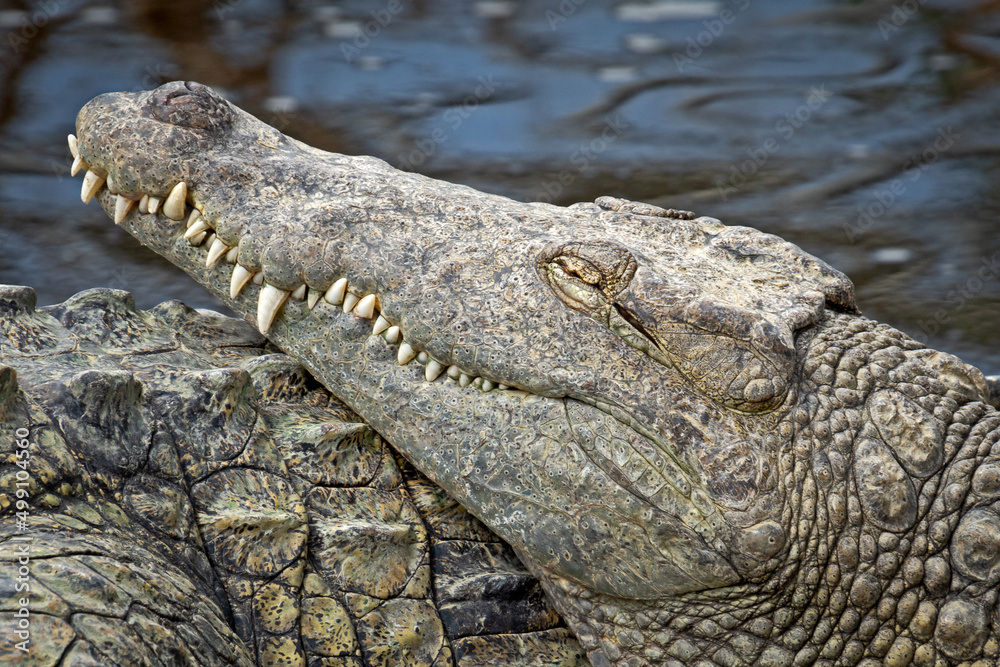 Obraz premium crocodile in the zoo