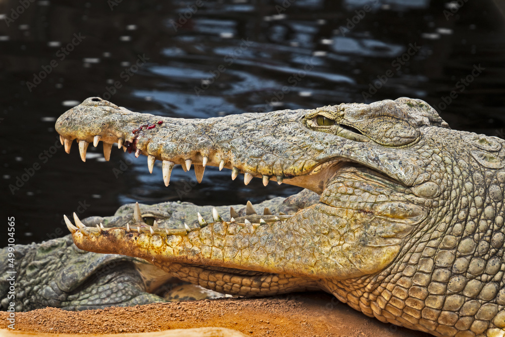 Obraz premium crocodile in the zoo