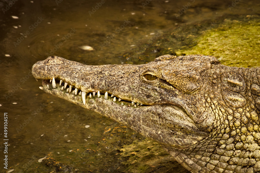 Fototapeta premium crocodile in the zoo