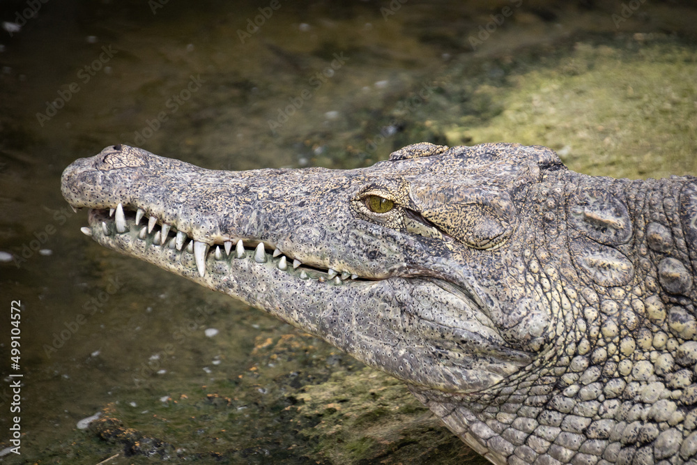 Obraz premium crocodile in the zoo