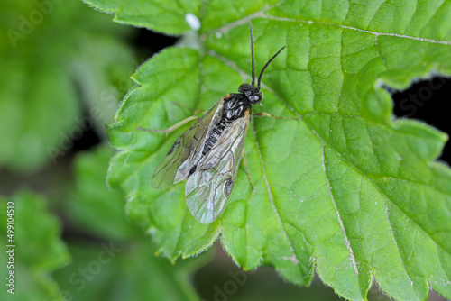 Aquilegia sawfly called also columbine sawfly Pristiphora rufipes. Common pest of currants and gooseberries in gardens and cultivated plantations.