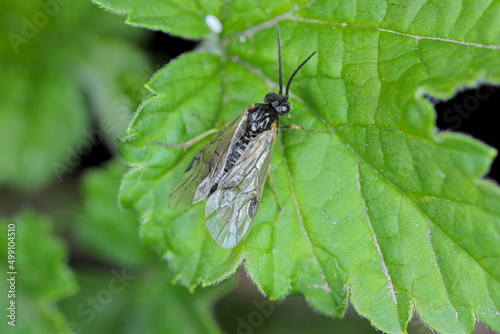 Aquilegia sawfly called also columbine sawfly Pristiphora rufipes. Common pest of currants and gooseberries in gardens and cultivated plantations. photo