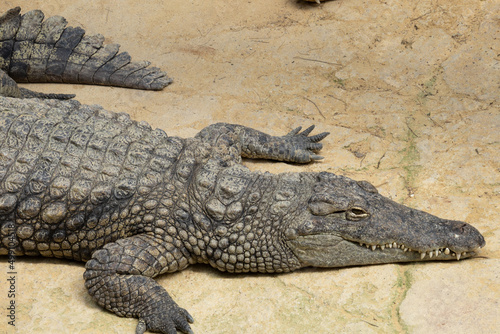 crocodile in the zoo © ALF photo