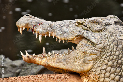 Fotografia crocodile in the zoo