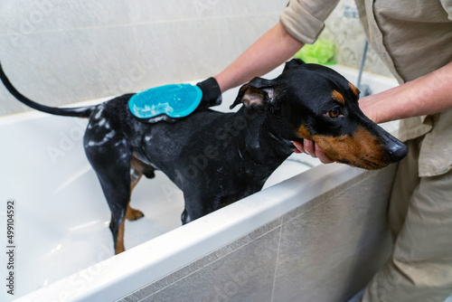 Process of washing a black and tan German pinscher in a bathtub with a shower, shampoo and a scrub glove © sommersby