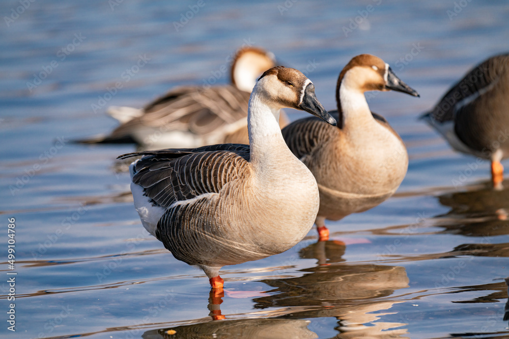 When winter comes, geese forage freely, swim and fly in groups in the river.
When winter comes, geese forage freely, swim and fly in groups in the river.