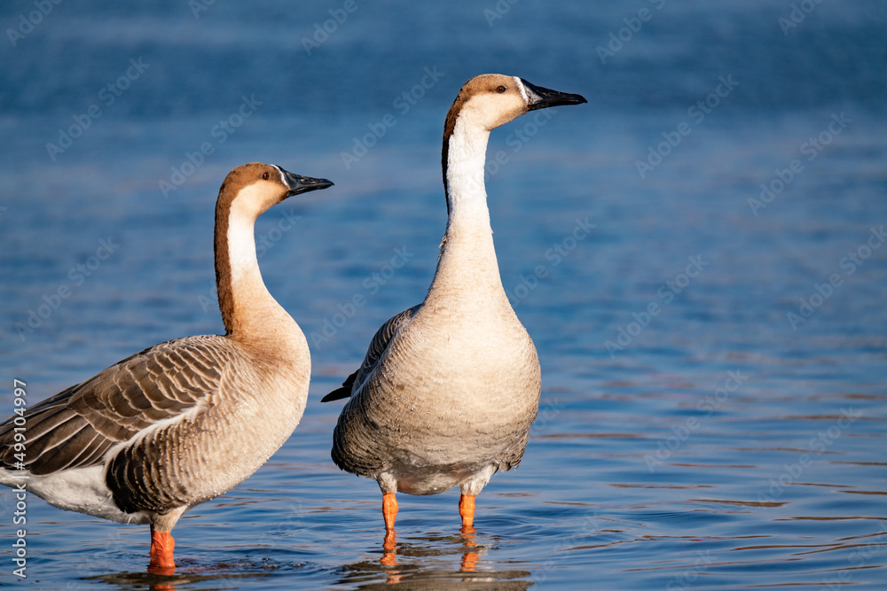 When winter comes, geese forage freely, swim and fly in groups in the river.
When winter comes, geese forage freely, swim and fly in groups in the river.
