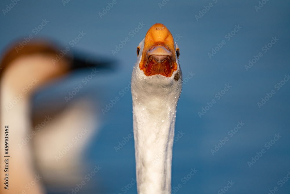 Fototapeta premium When winter comes, geese forage freely, swim and fly in groups in the river. 