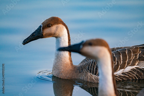 When winter comes, geese forage freely, swim and fly in groups in the river.	
