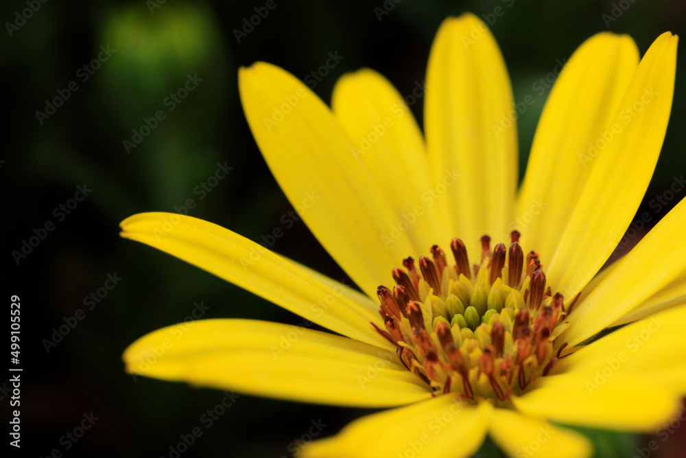 黄色の花(マクロ) 黄色の花(マクロ)