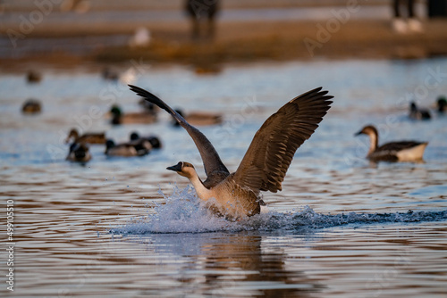 When winter comes, geese forage freely, swim and fly in groups in the river.	
