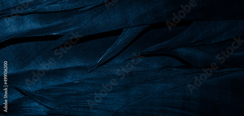 blue feathers with visible details, background or texture © Krzysztof Bubel