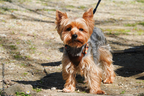 petit chien yorkshire terrier debout en laisse