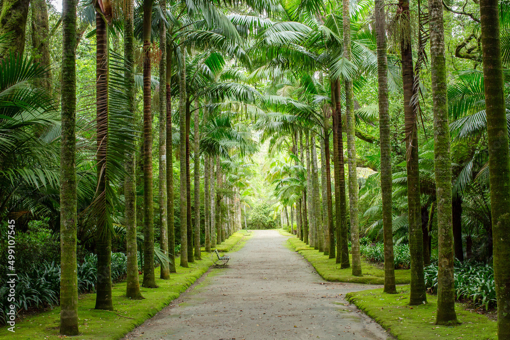 Fototapeta premium road path between palm trees