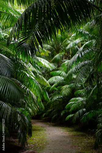 Path in palm trees of tropical forest
