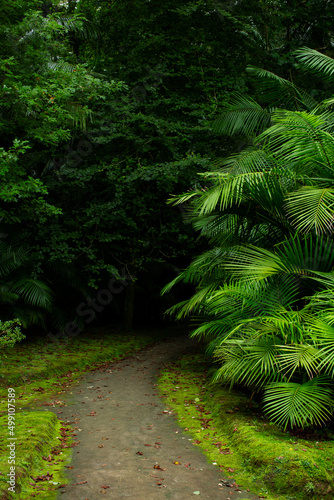 Path to dark Tropical forest