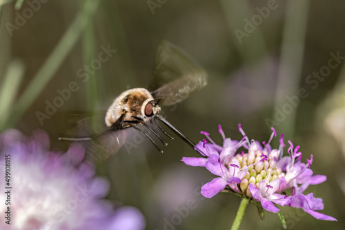 Selective approach of Bombylius major, dark-edged bee-fly, sucking nectar on a lilac flower. 