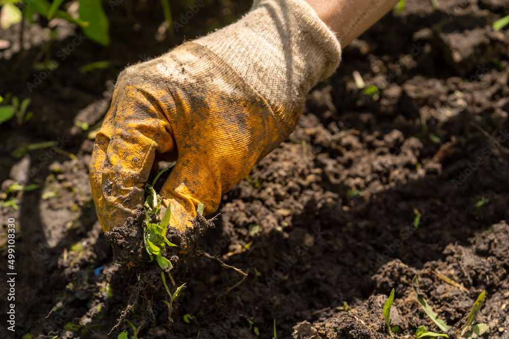 Obraz premium Man is farming in the garden, closeup view.