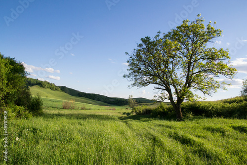 wooded field in hill at summer © Tamas