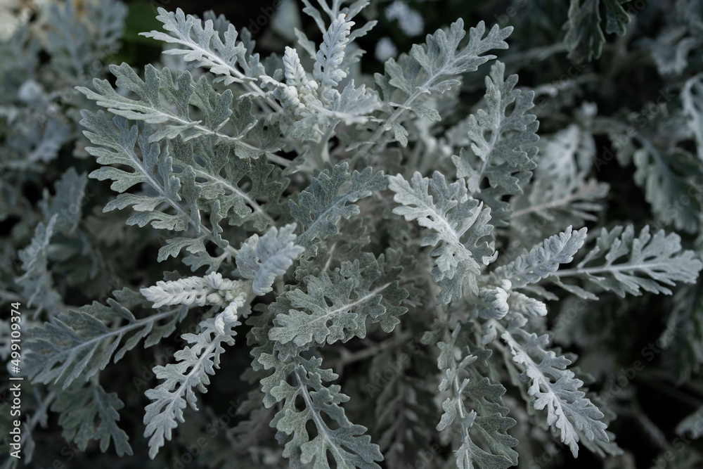 Dusty Miller tree beautiful leaf in garden. selective focus. soft picture