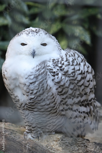 owl © 拓矢 東