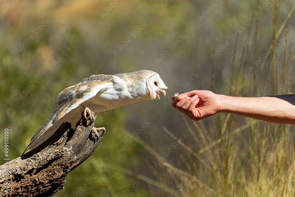 Zookeeper feeding and Australian barn owl. Central Australia.