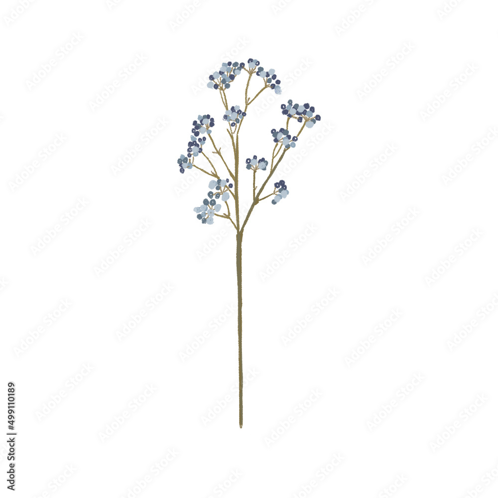 Wildflowers, herbs elements. Collection of wild meadow flowers, branches. The illustration is isolated on a white background. Botanical Art.