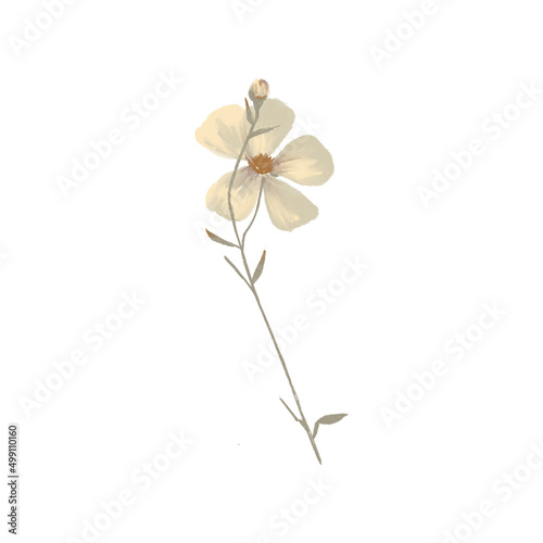Wildflowers  herbs elements. Collection of wild meadow flowers  branches. The illustration is isolated on a white background. Botanical Art.