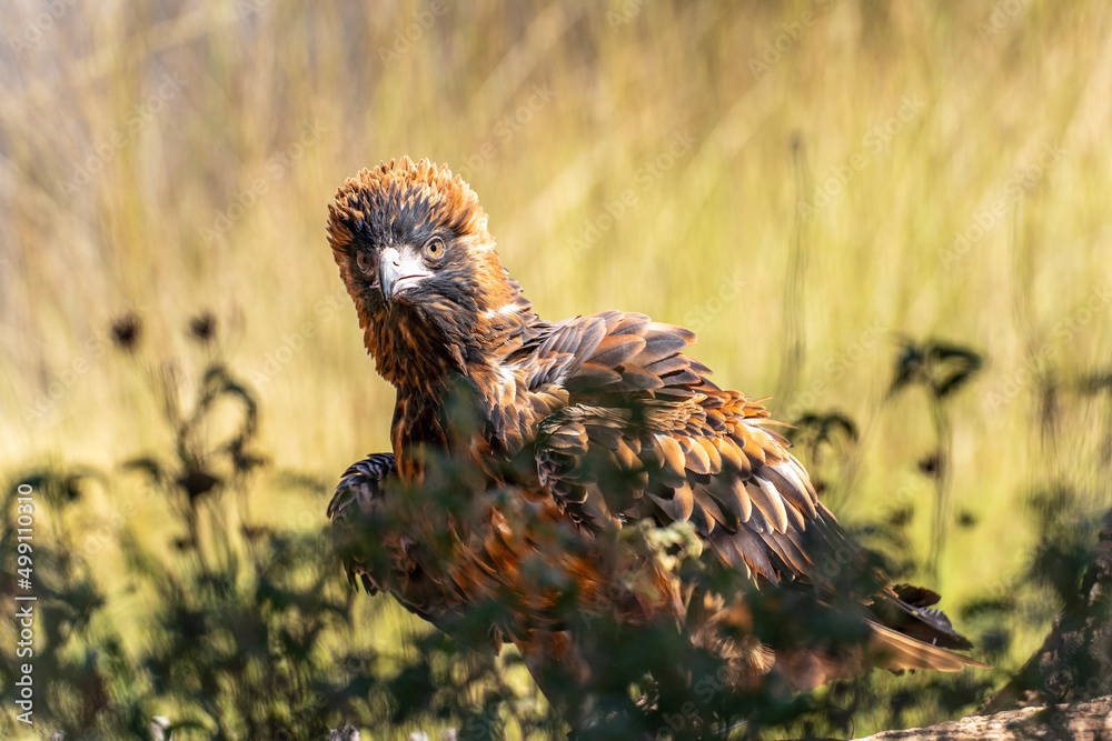 Obraz premium Australian wedge-tailed eagle in the outback of Central Australia.