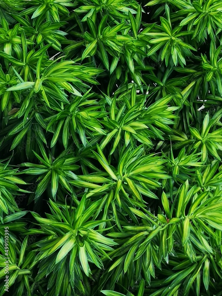 green background green background