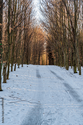 Winter forest with snow covered trail and clear sky photo