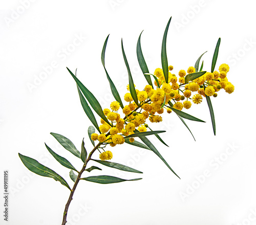 Fotografía Close up of Acacia saligna