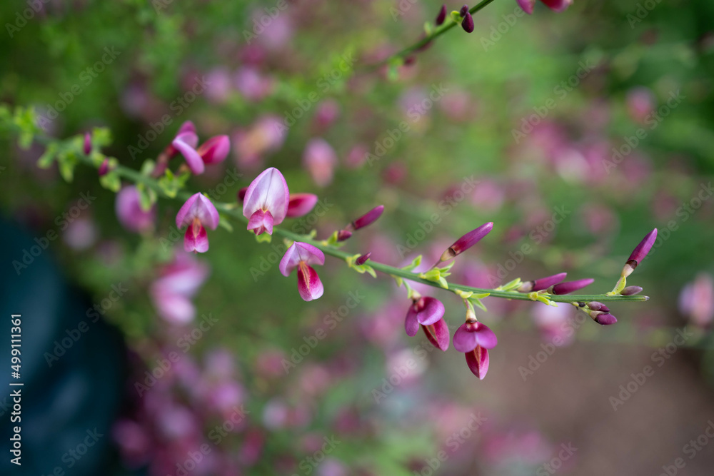 Close-up of bright pink flowers on blooming Cytisus Decumbens branch in the garden. Broom flower. Genesta flower. Clos up