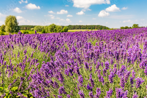 Lavender flower field landscape