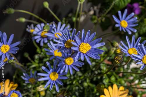 blue flowers  blue daisy   in the garden