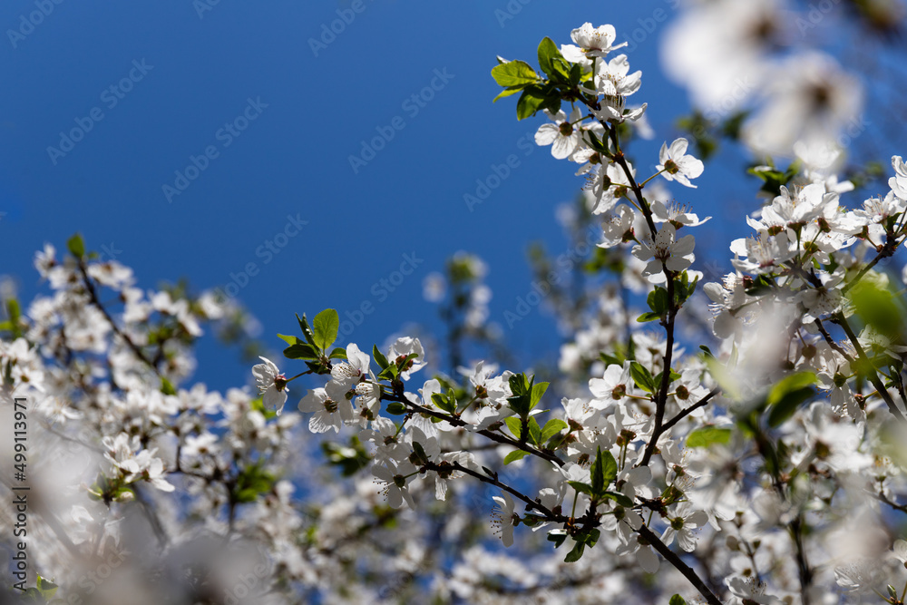 Beautiful branches of blossoming cherries. Beautiful abstract spring background. Beautiful branches of blossoming cherries. Beautiful abstract spring background.