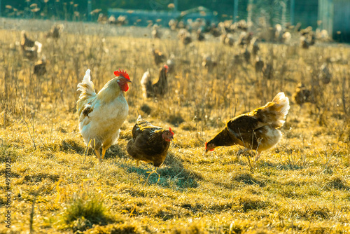 Rooster and chickens on field with dry grass