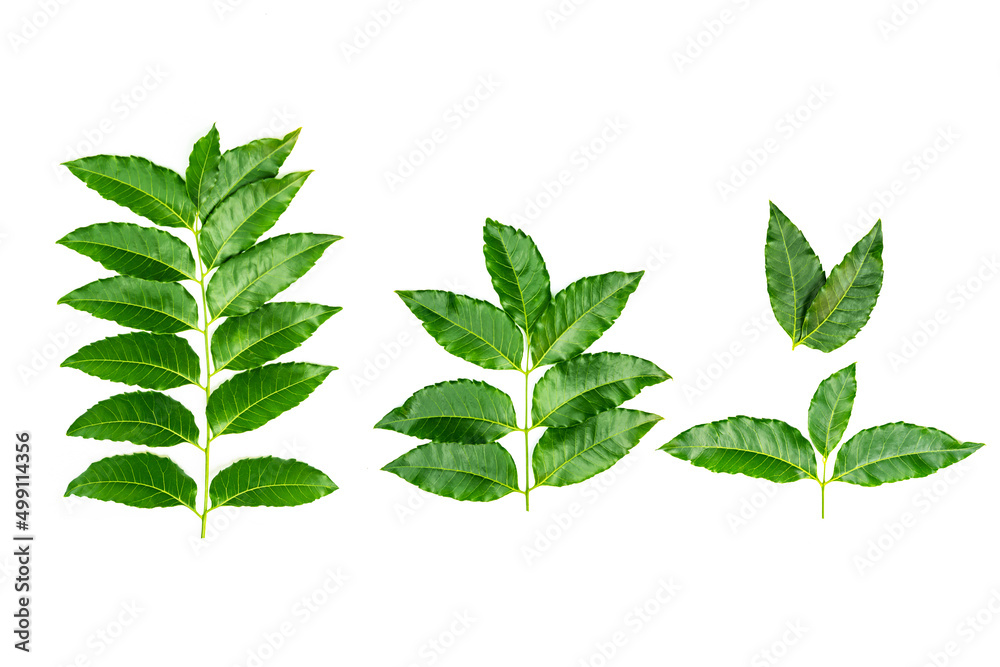 Medicinal neem leaves Azadirachta indica ,Siamese neem leaves, Neem leaves isolated on white background. herbs from green leaves. Medicinal neem leaves Azadirachta indica ,Siamese neem leaves, Neem leaves isolated on white background. herbs from green leaves.