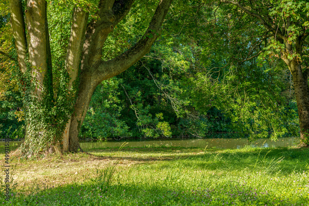 city park forest nature render backplate city park forest nature render backplate