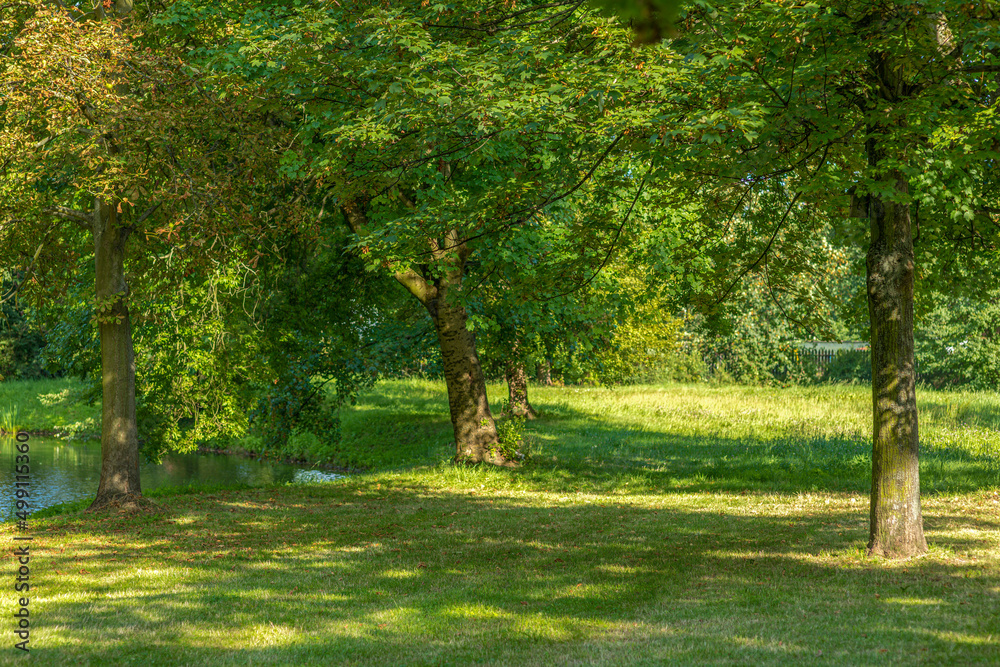 city park forest nature render backplate