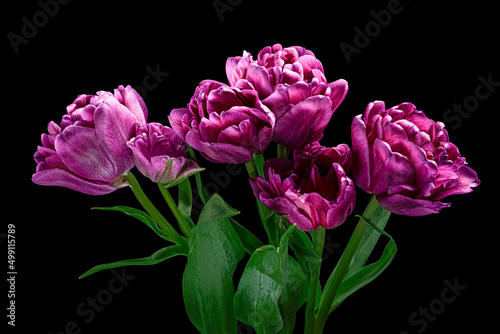 Beautiful red-purple tulips with green stem and leaves isolated on black background. Elegant bouquet. Studio shot.