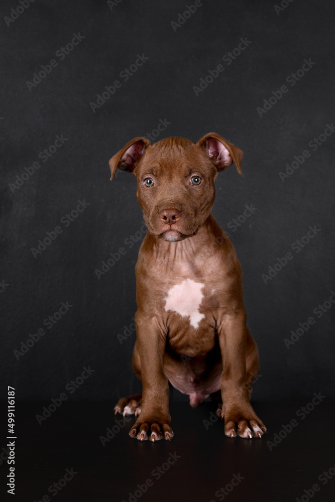 cute brown pit bull puppy sitting on black background