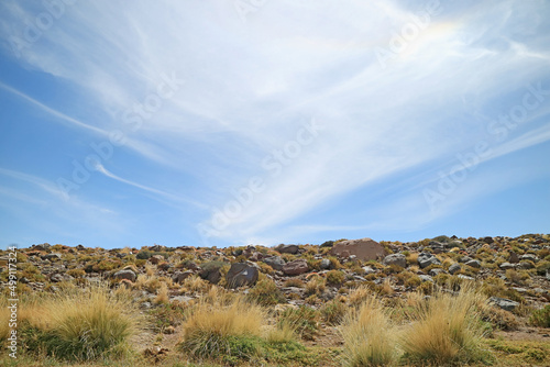 Paja Ichu or Peruvian Feather Grass, Amazing Desert Plants in Atacama Desert, Antofagasta Region of Northern Chile, South America photo