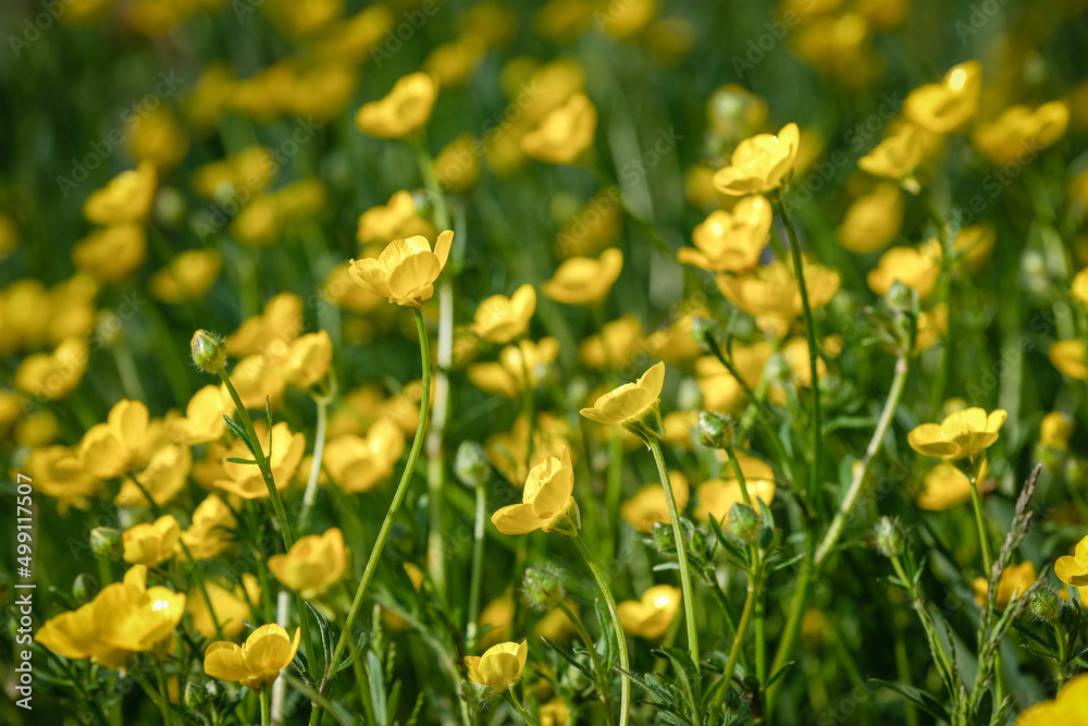 Obraz premium Les boutons d'or