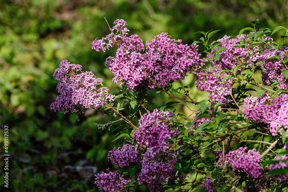 Obraz premium lilas